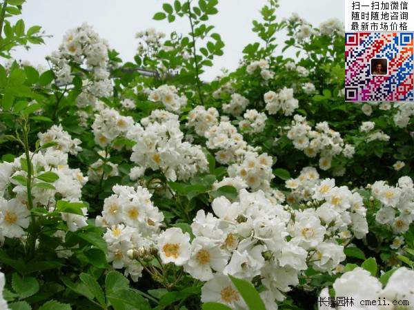 無刺薔薇圖片 無刺薔薇圖片