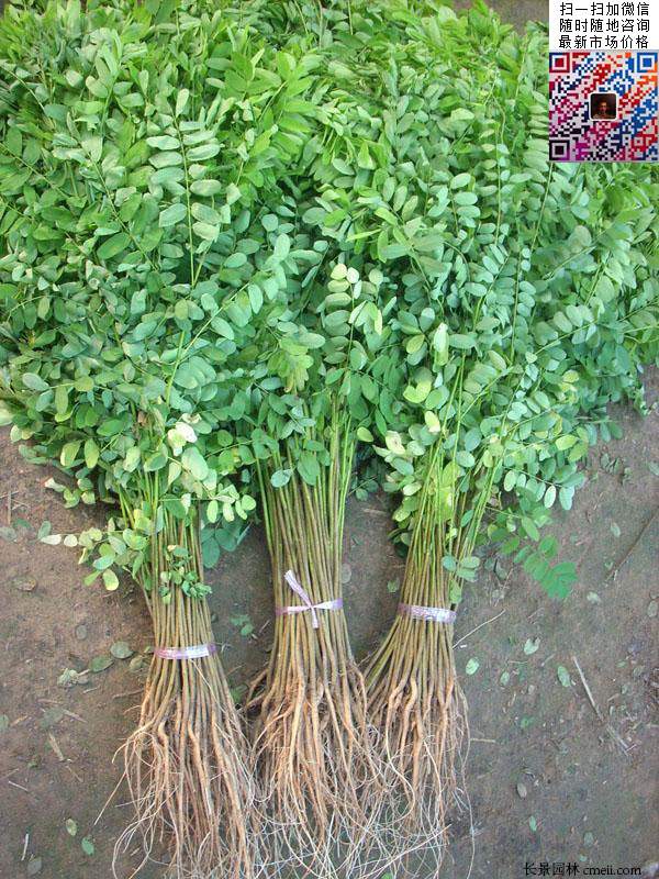 沭陽大型紫穗槐小苗種植基地圖片