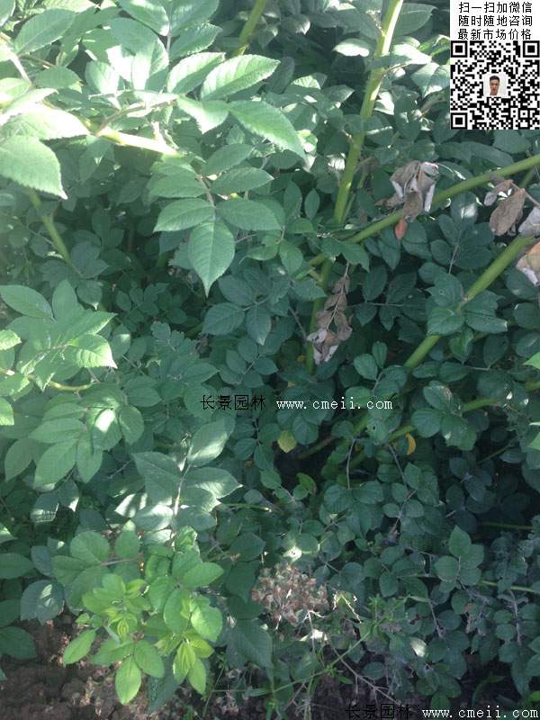 薔薇花植物 薔薇花植物