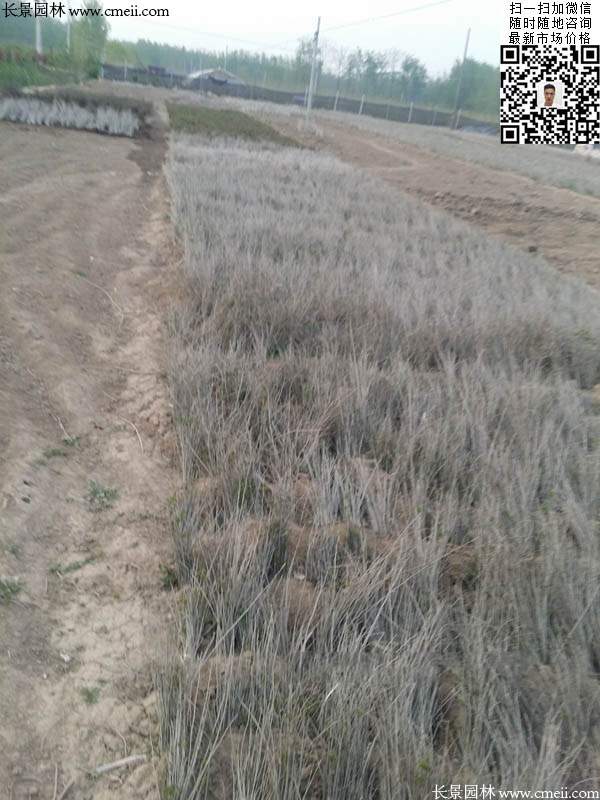 沭陽大型紫穗槐小苗種植基地圖片