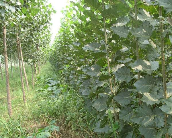 107楊樹苗的價(jià)格 107楊樹苗的價(jià)格