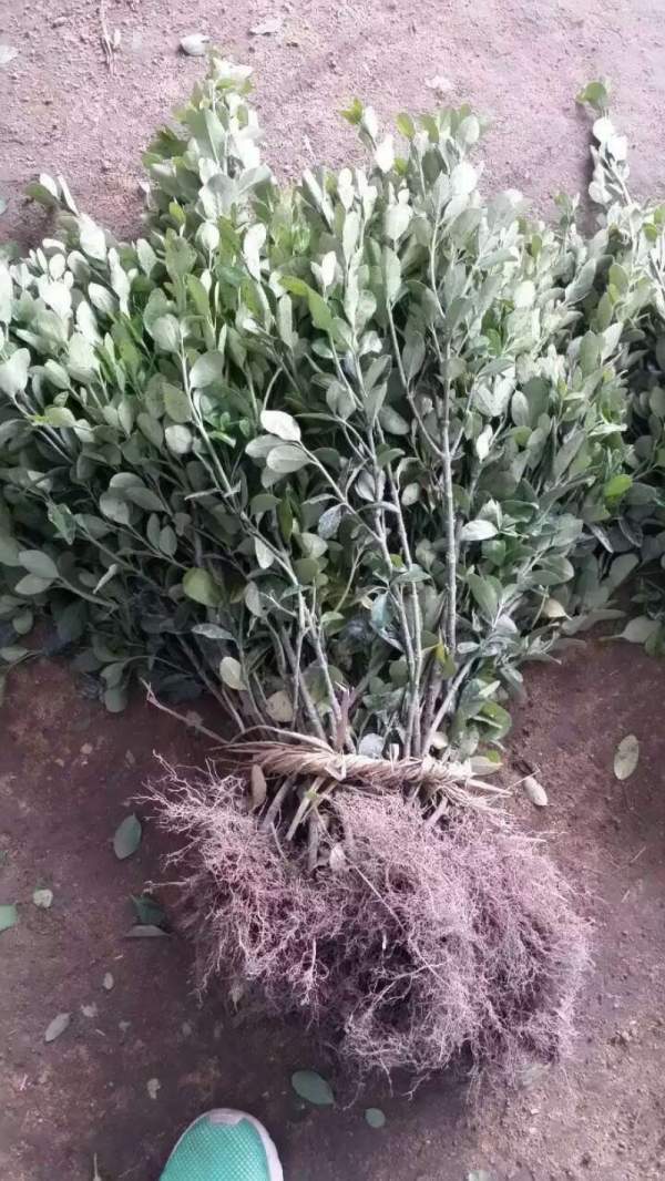 大葉黃楊苗 大葉黃楊苗