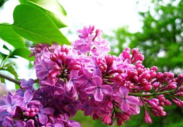 叢生丁香 叢生丁香