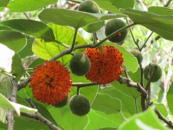 構(gòu)樹(shù)的果實(shí)能吃嗎？