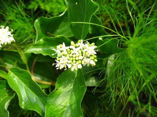 紅瑞木花-長(zhǎng)景園林 紅瑞木花-長(zhǎng)景園林