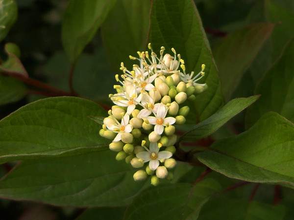 紅瑞木花-長(zhǎng)景園林 紅瑞木花-長(zhǎng)景園林