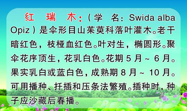 紅瑞木簡(jiǎn)介 紅瑞木簡(jiǎn)介