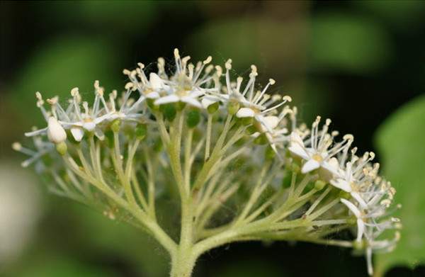 紅瑞木花-長(zhǎng)景園林 紅瑞木花-長(zhǎng)景園林