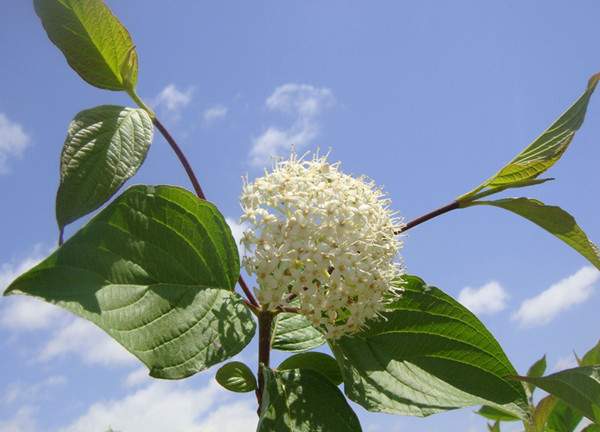 紅瑞木花-長(zhǎng)景園林 紅瑞木花-長(zhǎng)景園林