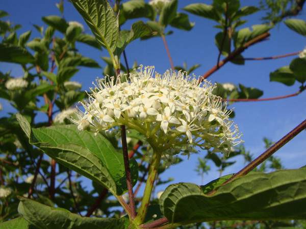 紅瑞木花-長(zhǎng)景園林 紅瑞木花-長(zhǎng)景園林