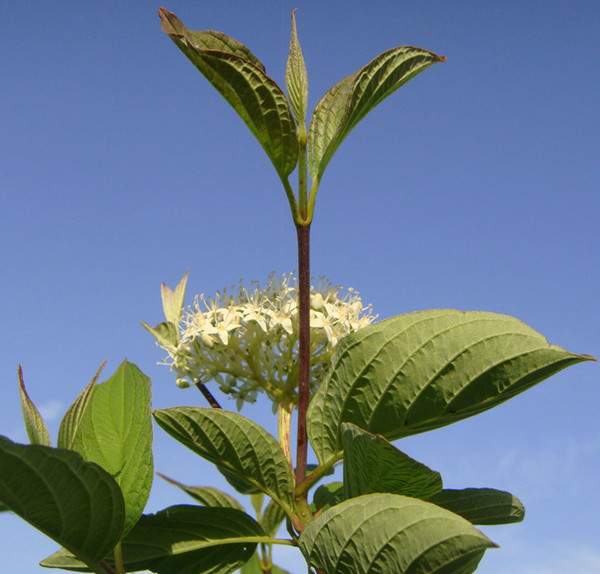 紅瑞木花-長(zhǎng)景園林 紅瑞木花-長(zhǎng)景園林