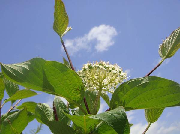 紅瑞木花-長(zhǎng)景園林 紅瑞木花-長(zhǎng)景園林