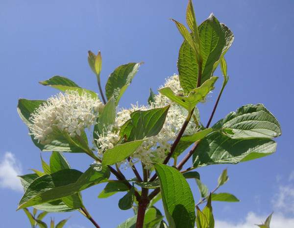 紅瑞木花-長(zhǎng)景園林 紅瑞木花-長(zhǎng)景園林