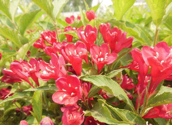 紅王子錦帶-長景園林 紅王子錦帶-長景園林