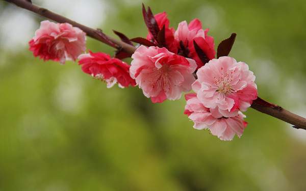 雙色紅葉碧桃--長景園林 雙色紅葉碧桃--長景園林