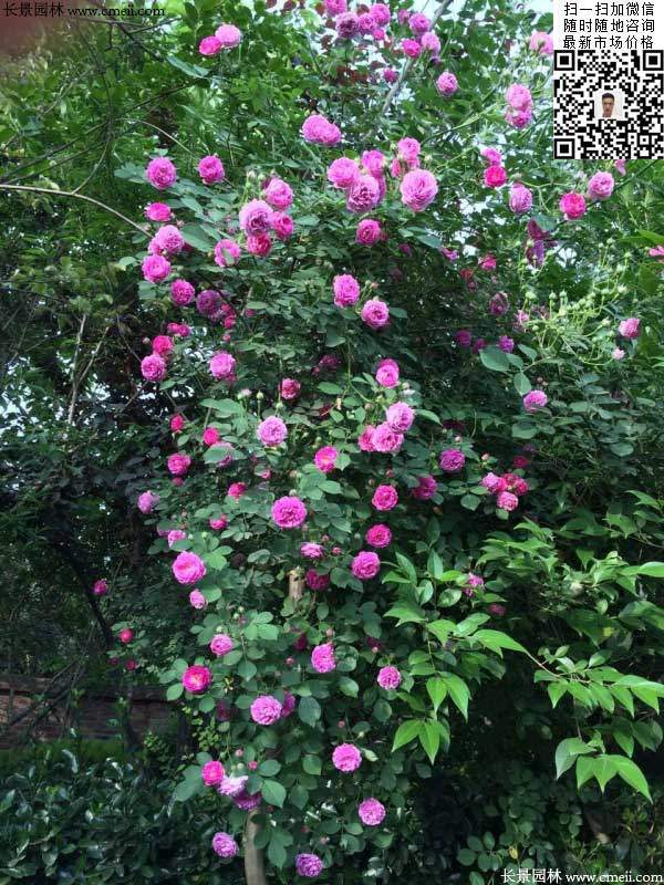 密刺薔薇種植基地 密刺薔薇種植基地