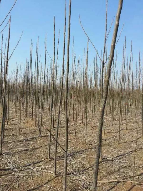 3公分4公分苦楝樹苗