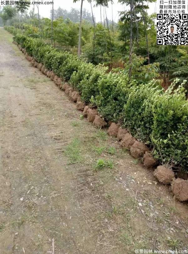 冠幅40公分50公分60公分大葉黃楊球 冠幅40公分50公分60公分大葉黃楊球