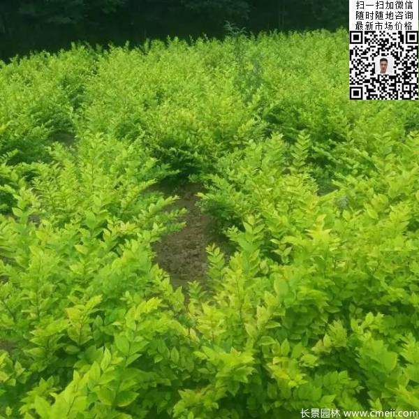 冠幅50公分60公分金葉女貞球圖片 冠幅50公分60公分金葉女貞球圖片