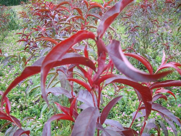 紫葉碧桃--長(zhǎng)景園林