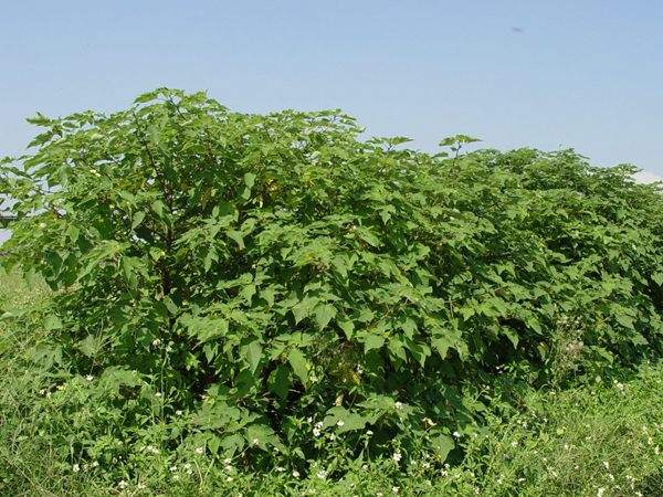 構(gòu)樹 構(gòu)樹