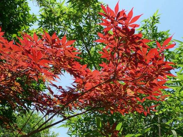 紅楓作衫，白楊為裙，美的傾國(guó)傾城！