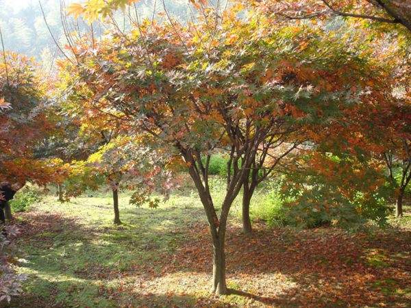 紅楓作衫，白楊為裙，美的傾國(guó)傾城！