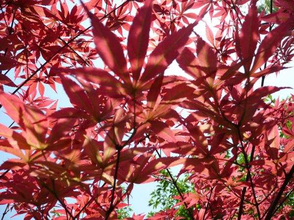 紅楓作衫，白楊為裙，美的傾國(guó)傾城！