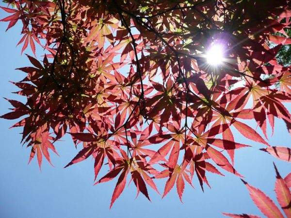 紅楓作衫，白楊為裙，美的傾國(guó)傾城！