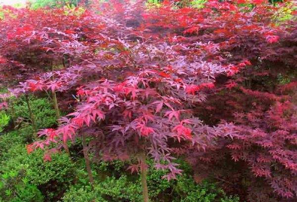 紅楓作衫，白楊為裙，美的傾國(guó)傾城！