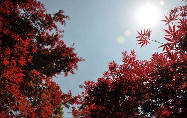 紅楓作衫，白楊為裙，美的傾國(guó)傾城！