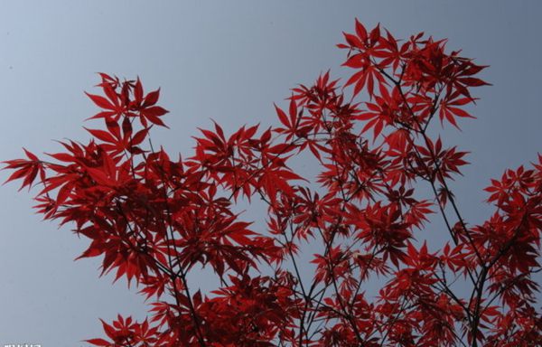 紅楓作衫，白楊為裙，美的傾國(guó)傾城！