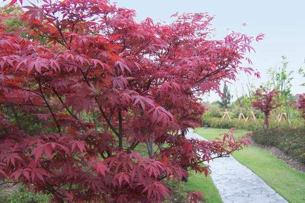 紅楓作衫，白楊為裙，美的傾國(guó)傾城！