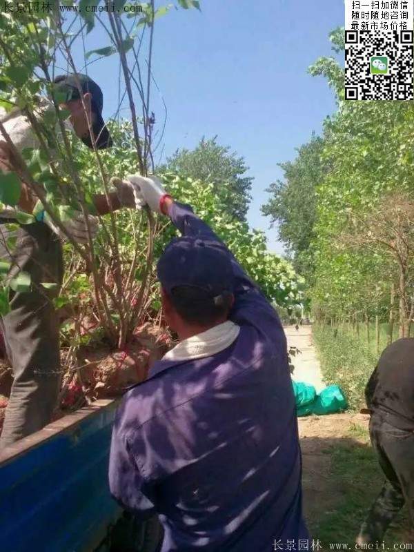 丁香樹苗 丁香樹苗