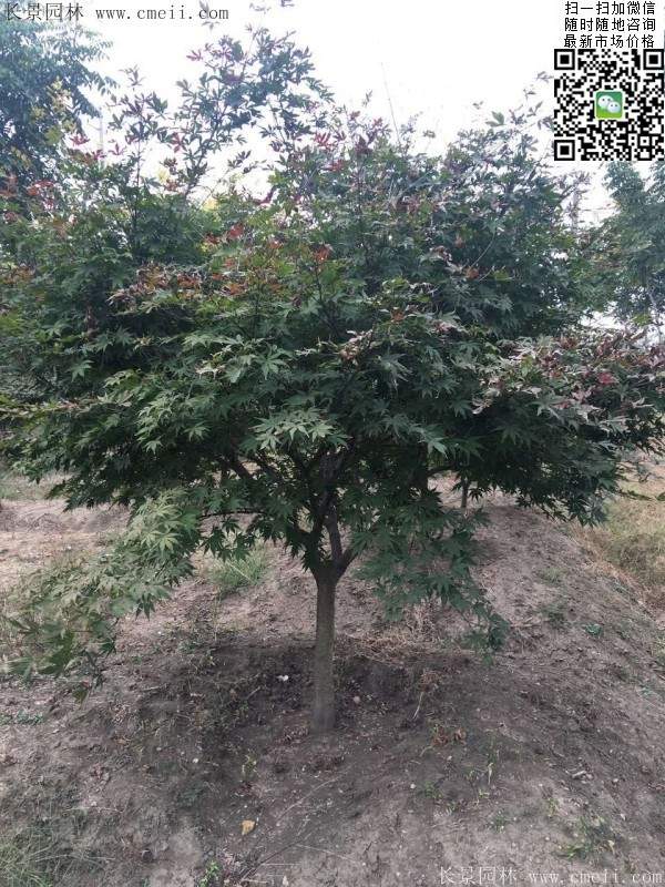 1.2、1.5、1.8米的紅楓樹(shù)