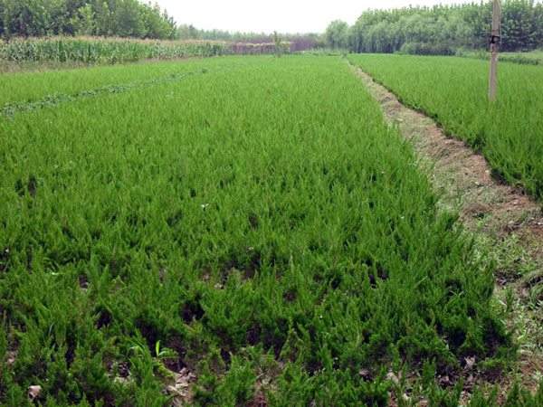 優(yōu)質刺柏苗