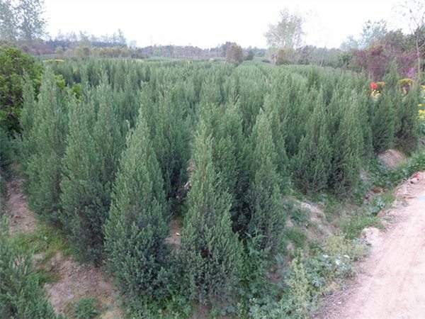 優(yōu)質刺柏苗