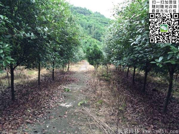 紅葉石楠--長景園林 紅葉石楠--長景園林