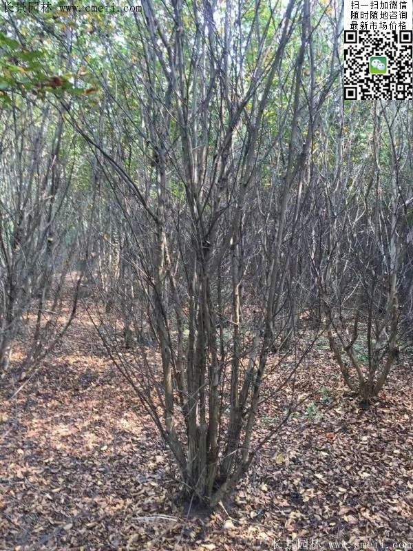 叢生紫薇樹(shù)