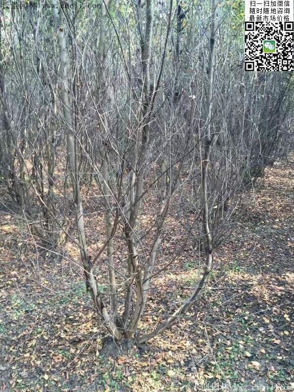 叢生紫薇樹(shù)