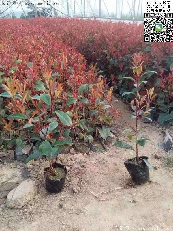 紅葉石楠--長景園林 紅葉石楠--長景園林