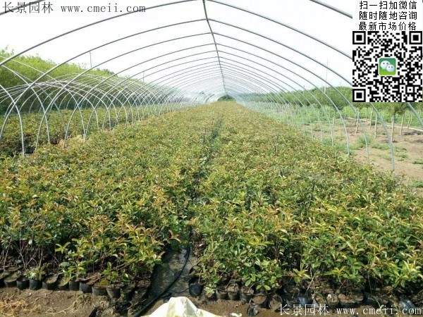 紅葉石楠--長景園林 紅葉石楠--長景園林