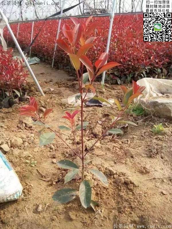 紅葉石楠--長景園林 紅葉石楠--長景園林