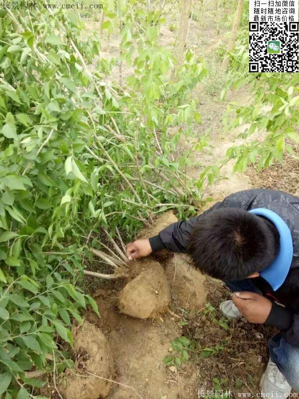 金銀木基地 金銀木基地