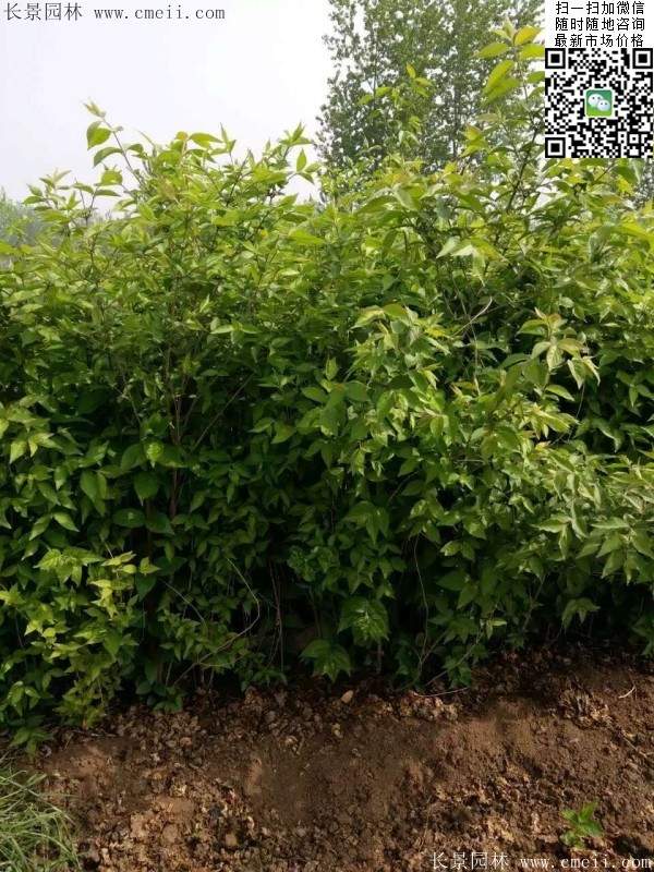 沭陽(yáng)的金銀木