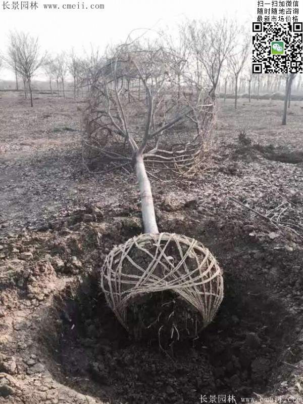 沭陽(yáng)精品櫸樹 沭陽(yáng)精品櫸樹