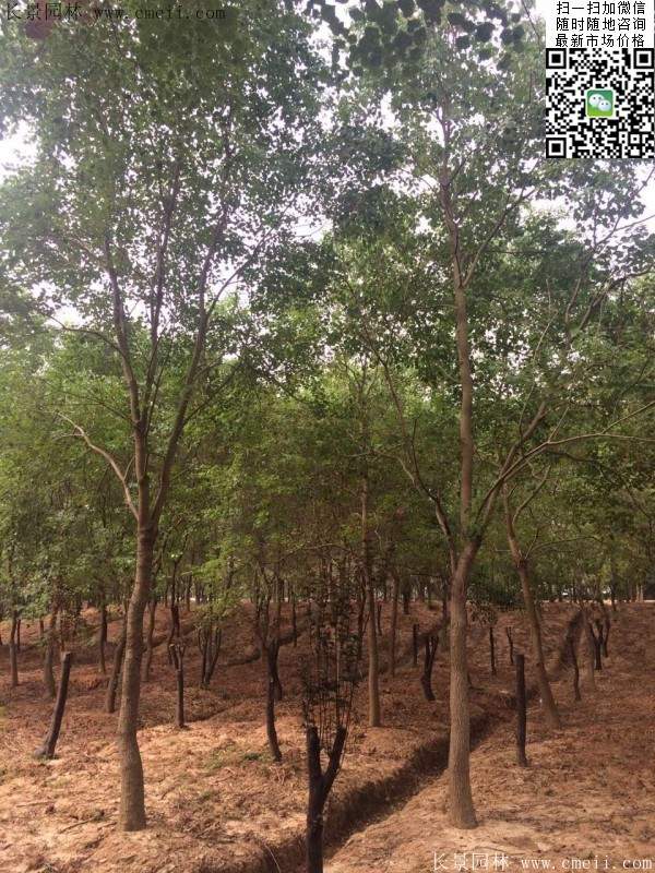 沭陽(yáng)精品櫸樹 沭陽(yáng)精品櫸樹