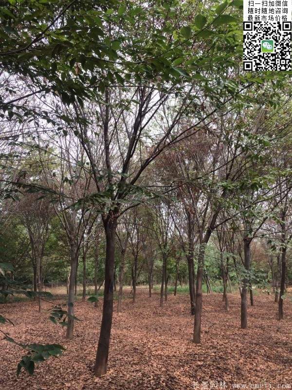 沭陽(yáng)精品櫸樹 沭陽(yáng)精品櫸樹