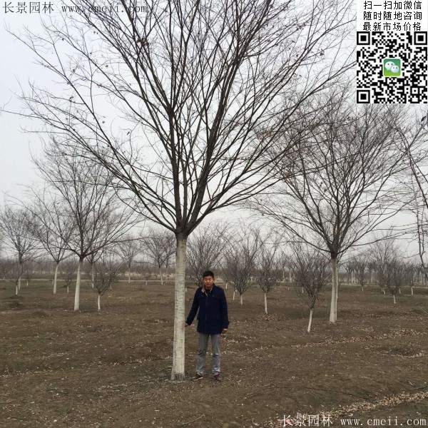 沭陽(yáng)精品櫸樹 沭陽(yáng)精品櫸樹