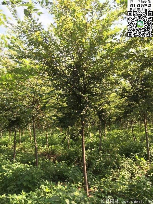 櫸樹修剪整形 櫸樹修剪整形